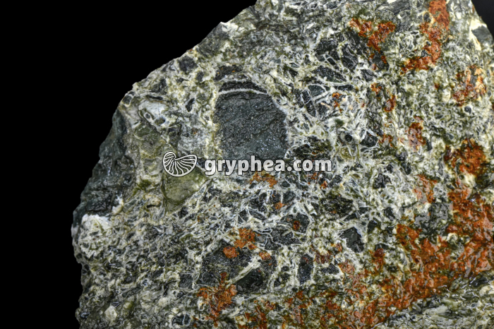 Serpentine - détail - gryphea.com